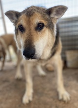 EWALD, Hund, Mischlingshund in Griechenland - Bild 6