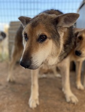 EWALD, Hund, Mischlingshund in Griechenland - Bild 7