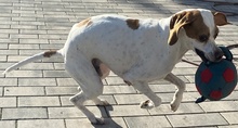 LOTTO, Hund, Mischlingshund in Mehlbach - Bild 12