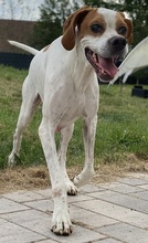 LOTTO, Hund, Mischlingshund in Mehlbach - Bild 19