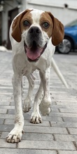 LOTTO, Hund, Mischlingshund in Mehlbach - Bild 3