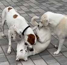 LOTTO, Hund, Mischlingshund in Mehlbach - Bild 30