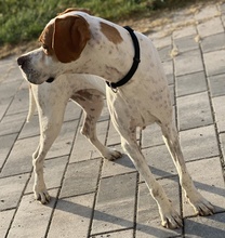 LOTTO, Hund, Mischlingshund in Mehlbach - Bild 7