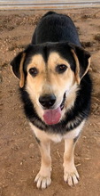 PAMELAKI, Hund, Mischlingshund in Griechenland - Bild 10