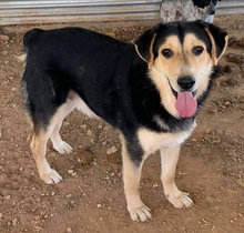 PAMELAKI, Hund, Mischlingshund in Griechenland - Bild 13