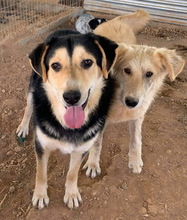 PAMELAKI, Hund, Mischlingshund in Griechenland - Bild 14