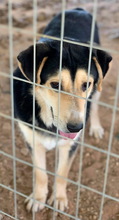 PAMELAKI, Hund, Mischlingshund in Griechenland - Bild 4