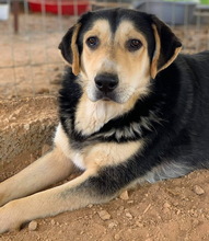PAMELAKI, Hund, Mischlingshund in Griechenland - Bild 5