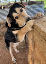 PAMELAKI, Hund, Mischlingshund in Griechenland - Bild 6