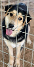 PAMELAKI, Hund, Mischlingshund in Griechenland - Bild 9