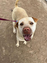 SHIVA, Hund, Shar Pei-Mix in Portugal - Bild 2