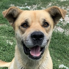 MACARENA, Hund, Mischlingshund in Griechenland - Bild 17
