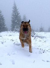 GRIZZLY, Hund, Mischlingshund in Rumänien - Bild 11