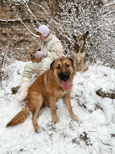 GRIZZLY, Hund, Mischlingshund in Rumänien - Bild 17