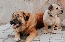 GRIZZLY, Hund, Mischlingshund in Rumänien - Bild 9