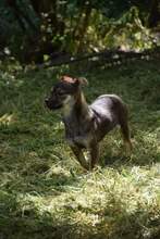 BILBO, Hund, Mischlingshund in Bulgarien - Bild 2