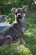 BILBO, Hund, Mischlingshund in Bulgarien - Bild 3