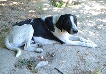 FINN, Hund, Mischlingshund in Griechenland - Bild 17