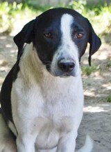 FINN, Hund, Mischlingshund in Griechenland - Bild 20