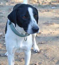 FINN, Hund, Mischlingshund in Griechenland - Bild 6