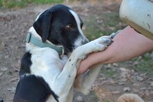 FINN, Hund, Mischlingshund in Griechenland - Bild 8