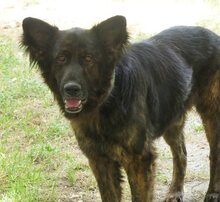 FRODO, Hund, Mischlingshund in Griechenland - Bild 10