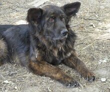 FRODO, Hund, Mischlingshund in Griechenland - Bild 11