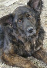 FRODO, Hund, Mischlingshund in Griechenland - Bild 13