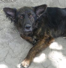 FRODO, Hund, Mischlingshund in Griechenland - Bild 14