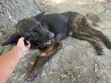 FRODO, Hund, Mischlingshund in Griechenland - Bild 15