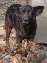 FRODO, Hund, Mischlingshund in Griechenland - Bild 20