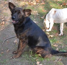 FRODO, Hund, Mischlingshund in Griechenland - Bild 22