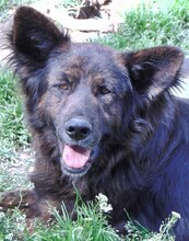 FRODO, Hund, Mischlingshund in Griechenland - Bild 4