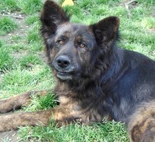 FRODO, Hund, Mischlingshund in Griechenland - Bild 6