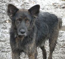FRODO, Hund, Mischlingshund in Griechenland - Bild 8