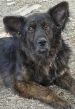 FRODO, Hund, Mischlingshund in Griechenland - Bild 9