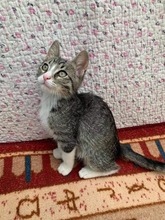 ANUBIS, Katze, Hauskatze in Bulgarien - Bild 1
