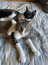 ANUBIS, Katze, Hauskatze in Bulgarien - Bild 5