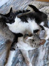 ANUBIS, Katze, Hauskatze in Bulgarien - Bild 7