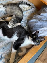 ANUBIS, Katze, Hauskatze in Bulgarien - Bild 8