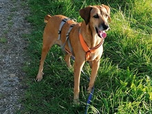 PENNY, Hund, Mischlingshund in Holzmaden - Bild 14