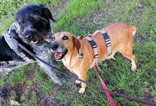 PENNY, Hund, Mischlingshund in Holzmaden - Bild 17
