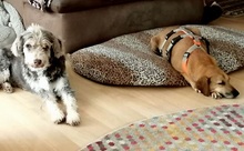 PENNY, Hund, Mischlingshund in Holzmaden - Bild 24