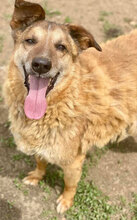 RAVI, Hund, Mischlingshund in Bulgarien - Bild 1