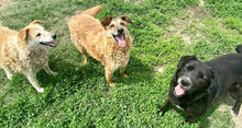 RAVI, Hund, Mischlingshund in Bulgarien - Bild 3