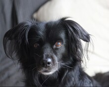 TANYA, Hund, Mischlingshund in Deutschland - Bild 1