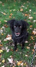 TANYA, Hund, Mischlingshund in Deutschland - Bild 4