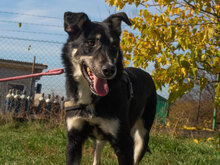 MARK, Hund, Mischlingshund in Bulgarien - Bild 2