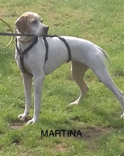 MARTINA, Hund, Pointer in Hoogstede - Bild 17