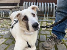 ICEMAN, Hund, Mischlingshund in Weilburg - Bild 1